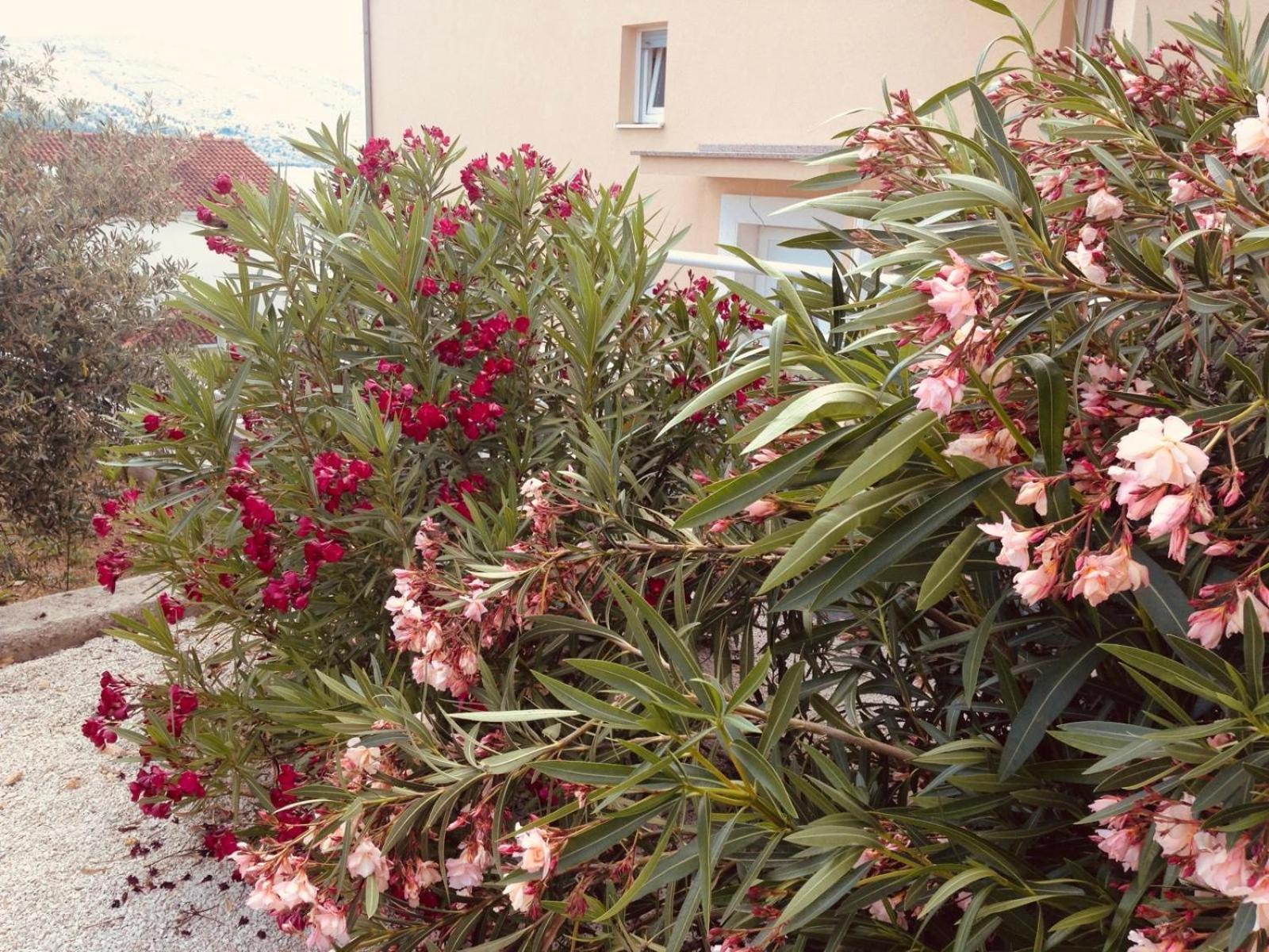 House Agradable Apartment Seget Vranjica Exterior photo
